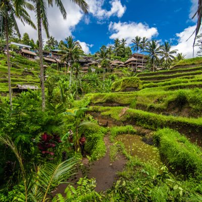Tegallalang, Bali - February, 2020: Cultural village of Ubud is an area known as Tegallalang that boasts the most dramatic terraced rice fields in all of Bali.