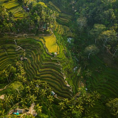An aerial shot of the rice hills surrounded by greens and trees